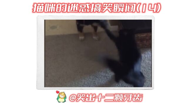 猫咪的迷惑搞笑瞬间(14)