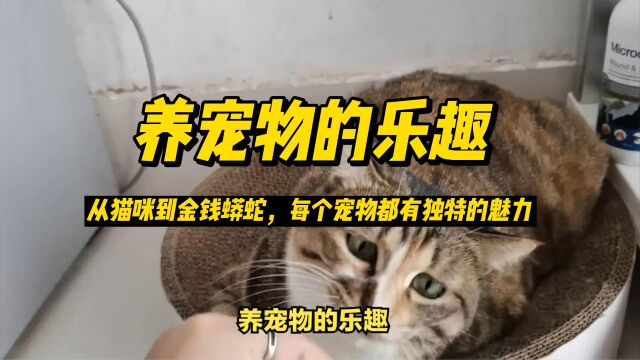 养宠物的乐趣:从猫咪到金钱蟒蛇,每个宠物都有独特的魅力