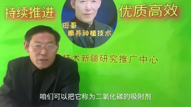 叶片周围二氧化碳浓度提高0.01%,光和功能增强1倍,产量大幅度提高,如何实现#三农