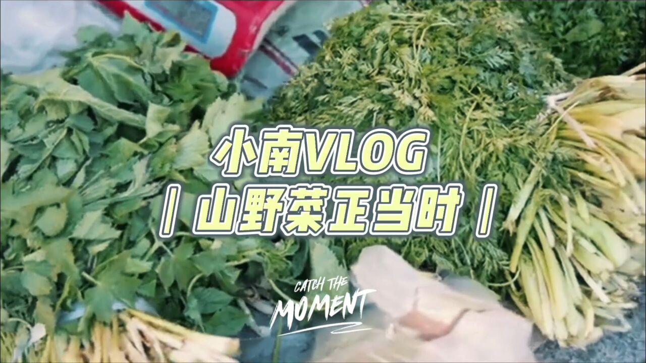 小南VLOG丨山野菜正当时——白山人餐桌上的这些美味山野菜