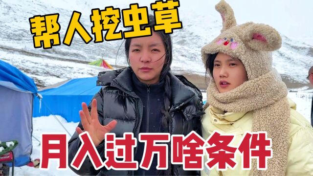 藏区挖草人月入过万,在雪山里生活艰难,藏族姑娘送去10只鸡补给