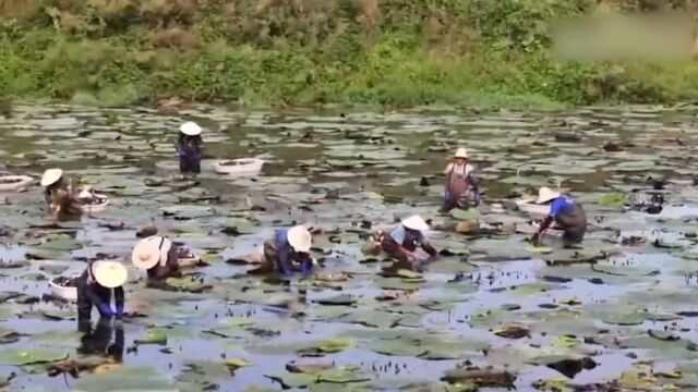 安徽霍邱:20万亩芡实收获忙,产业发展促就业