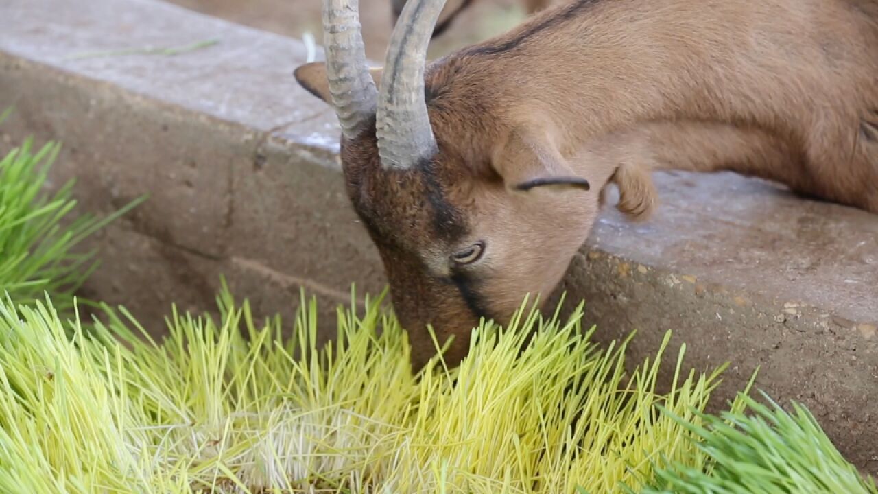 以色列引以为豪的农场,承载了全村人的希望