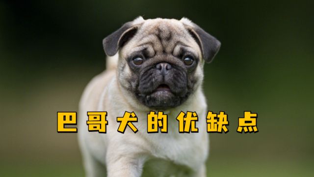 对于巴哥犬的优缺点,你怎么看?