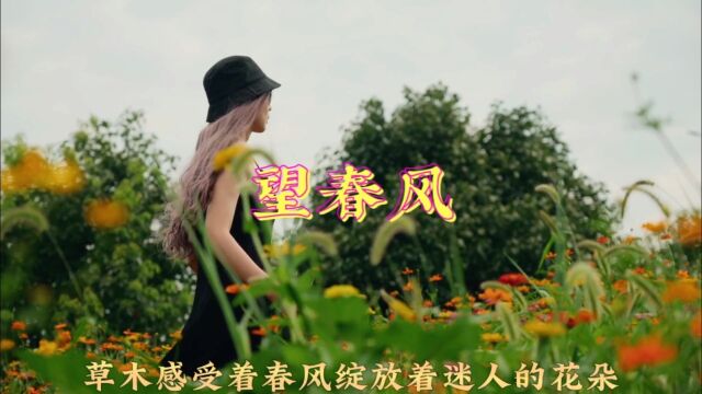 经典名曲《望春风》表达少女对爱情的热切期待含蓄而真诚