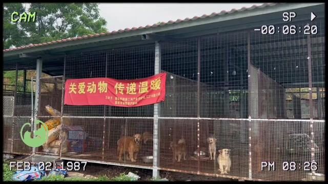 莆田市动物保护协会成立于2019年7月31日.而它的前身是莆田众仁小动物保护中心.从民间到转为正式社会团体至今已有四年时间.