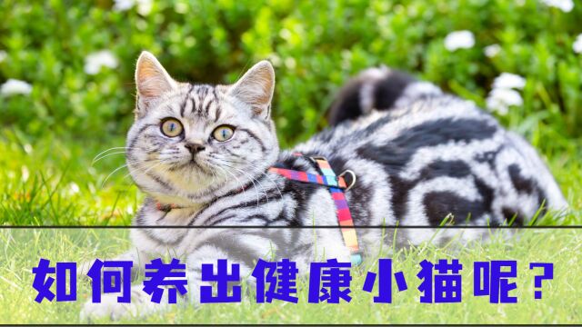 如何养出健康小猫呢?养宠必看