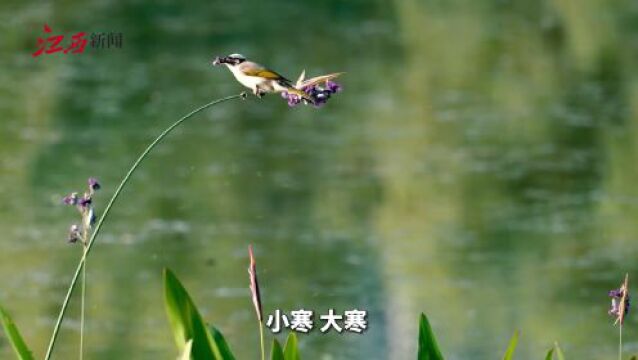 世界非遗话节气之小满:小满胜万全