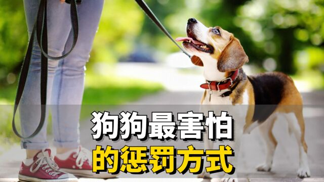 狗狗“最害怕”的惩罚方式,最后一种劝你别做!