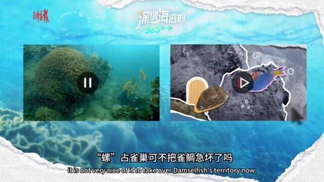 深圳海底“鱼”乐圈,都有哪些“明星”?