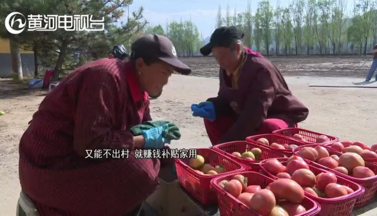 方山 番茄映照致富路 乡村振兴别样红