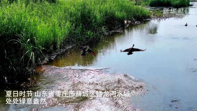 四季旅行|枣庄薛城:夏日蟠龙河风光如画