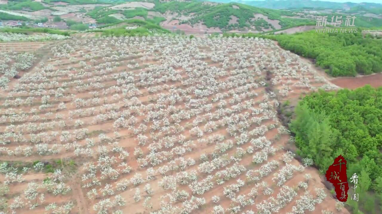 千城百县看中国|内蒙古阿荣旗:沙果迎来盛花期