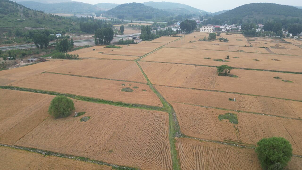 夏粮开镰在即,枣庄山亭麦田小麦金黄丰收在望