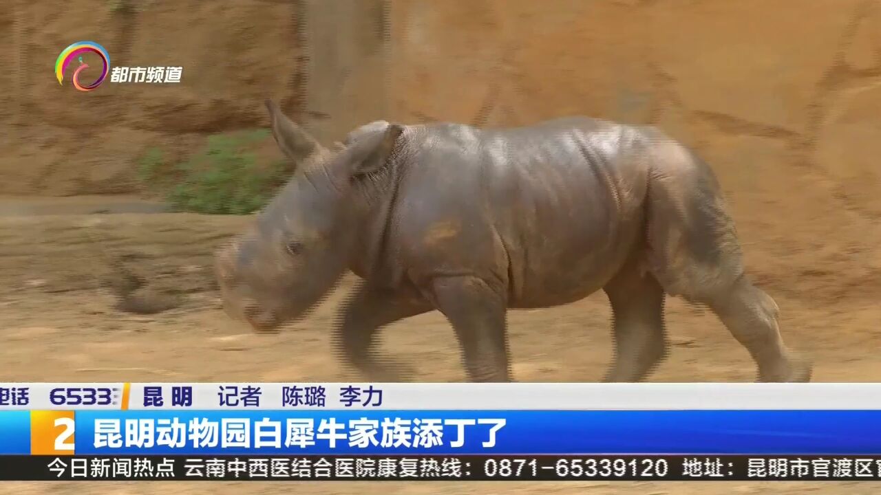 昆明动物园白犀牛家族添丁了