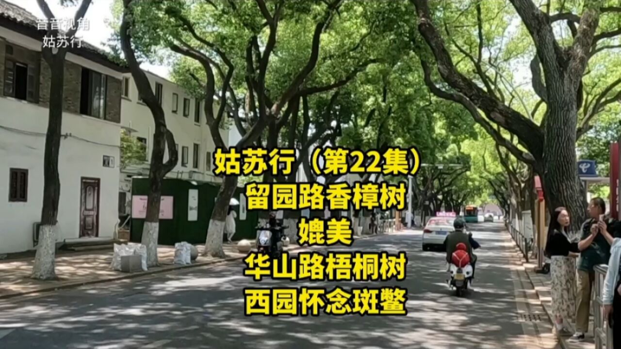 上海音音姑苏行(第22集)留园路香樟树媲美华山路梧桐树,西园怀念斑鳖