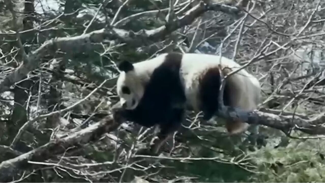 多措并举,大熊猫国家公园建设成效显著