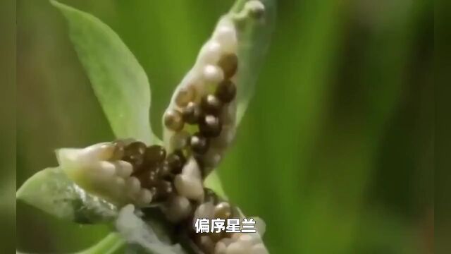 世界上最大和最小的植物种子有哪些