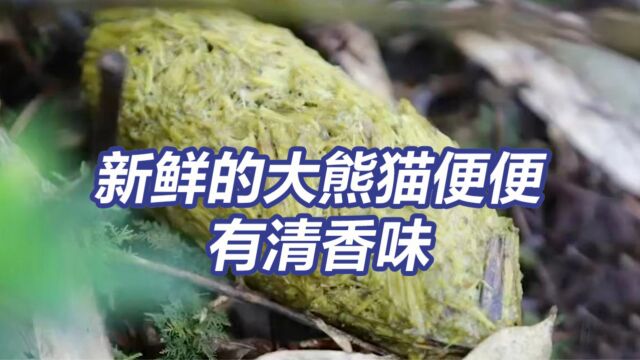 “屎都是香的”果然有...新鲜的大熊猫便便有清香味