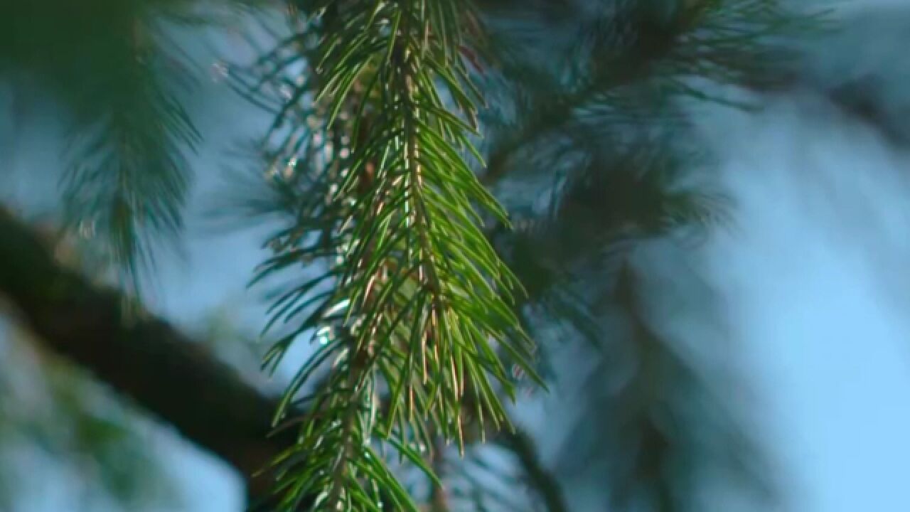 我们所在的库尔德宁,地处天山支脉,那拉提山的深处