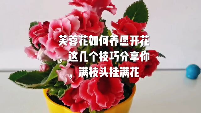 芙蓉花如何养愿开花,这几个技巧分享你,满枝头挂满花