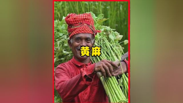 黄麻在中国沦为杂草,却被印度人称为“软黄金”,养活近千万人?