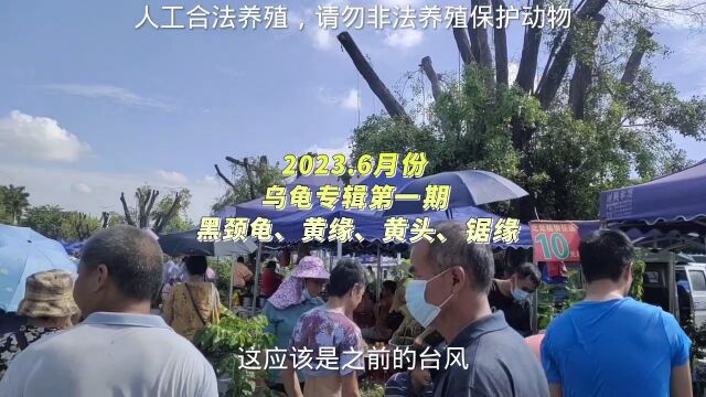 曾经十几万一只黑颈龟碌仔,现在这么便宜了吗?火焰龟才15