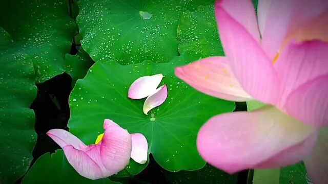 夏日荷塘(荷韵)