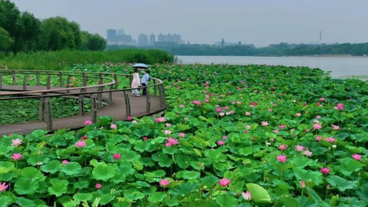 安徽省合肥市,合肥翡翠湖的荷花开了