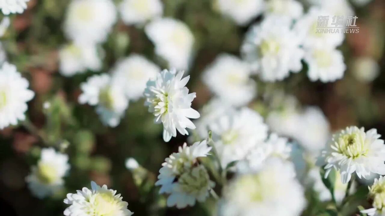 菊花飘香采摘忙