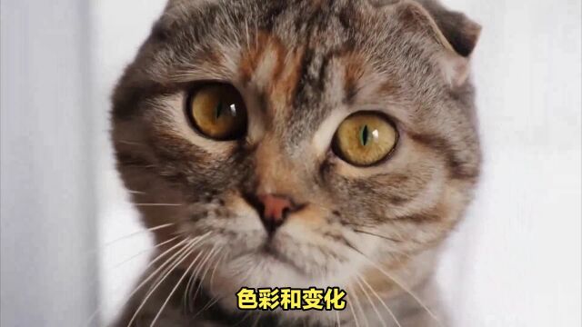 猫咪眼睛色彩多变迷人无比!