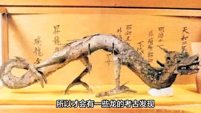 南水北调时挖出6000年前七米长龙!专家:原来龙真的存在