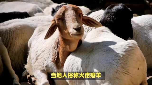 全国哪里的羊肉最好吃?这7个地方比较出名,鲜嫩无膻味,你都吃过几种?