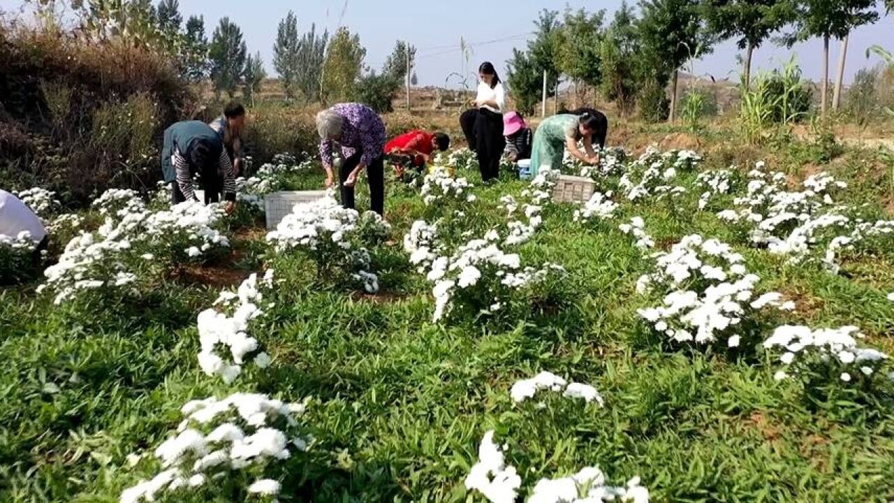 邹城:菊花盛开香满地 “美丽经济”富村民