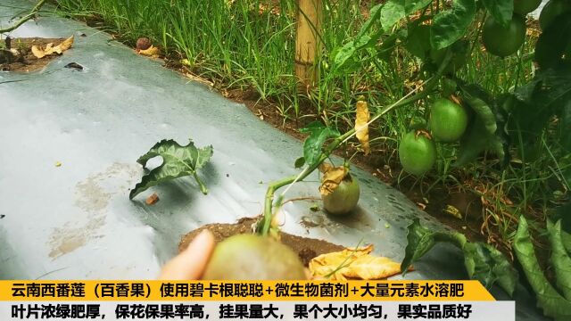 进口水溶肥云南百香果使用碧卡根聪聪+微生物菌剂+大量元素水溶肥,保花保果率高,挂果量大,果个大小均匀,果实品质好