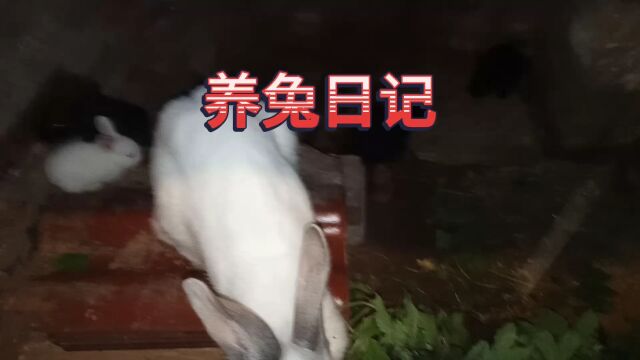 养兔日记,小兔子出生二十一天!