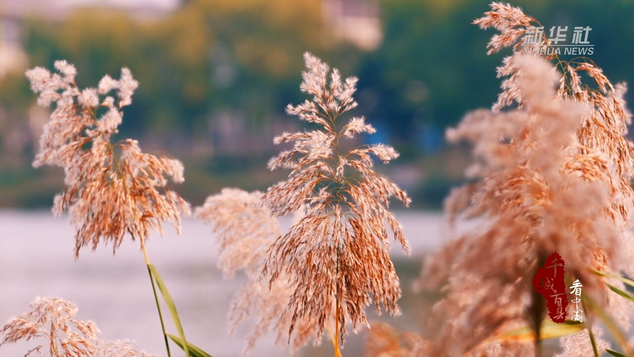 千城百县看中国|山东成武:芦苇飘荡 景色如画