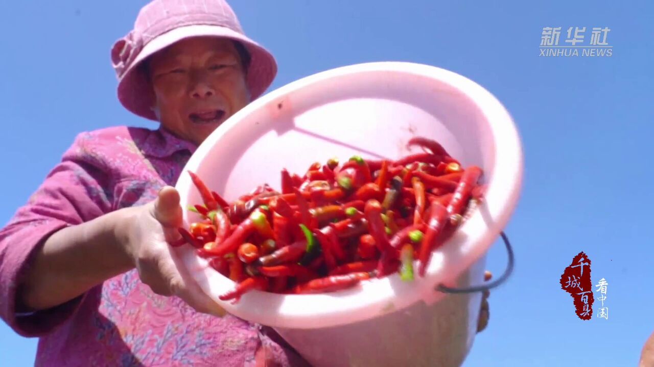 千城百县看中国|河北临漳:特色种植遍地开花