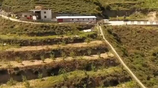 为了保留山鸡的野性,他承包50亩山林地养殖,凭借天然生态的养殖方式让他的山鸡卖出高价