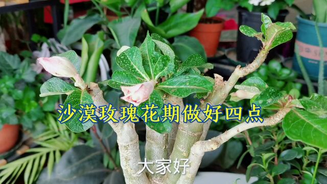 沙漠玫瑰花期做好四点