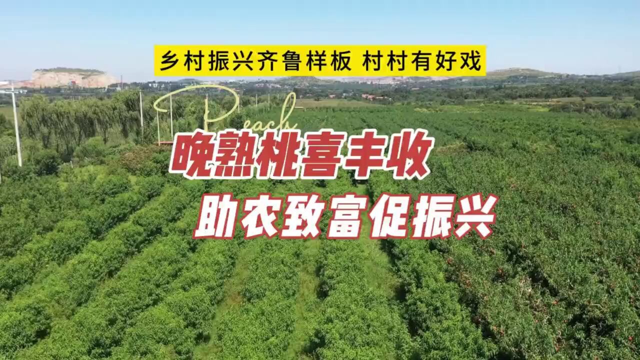 乡村振兴齐鲁样板——村村有好戏丨青州晚熟桃喜丰收 助农致富促振兴