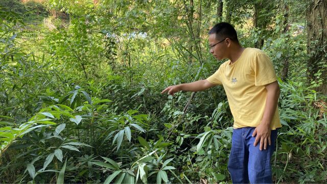 “天南星”是有剧毒的植物,很多人误认为“七叶一枝花”,一起来了解下