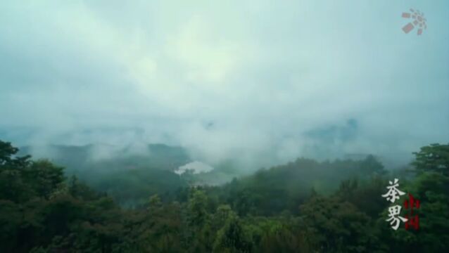 山水风格化的差异,构造出武夷岩茶庞杂的基因