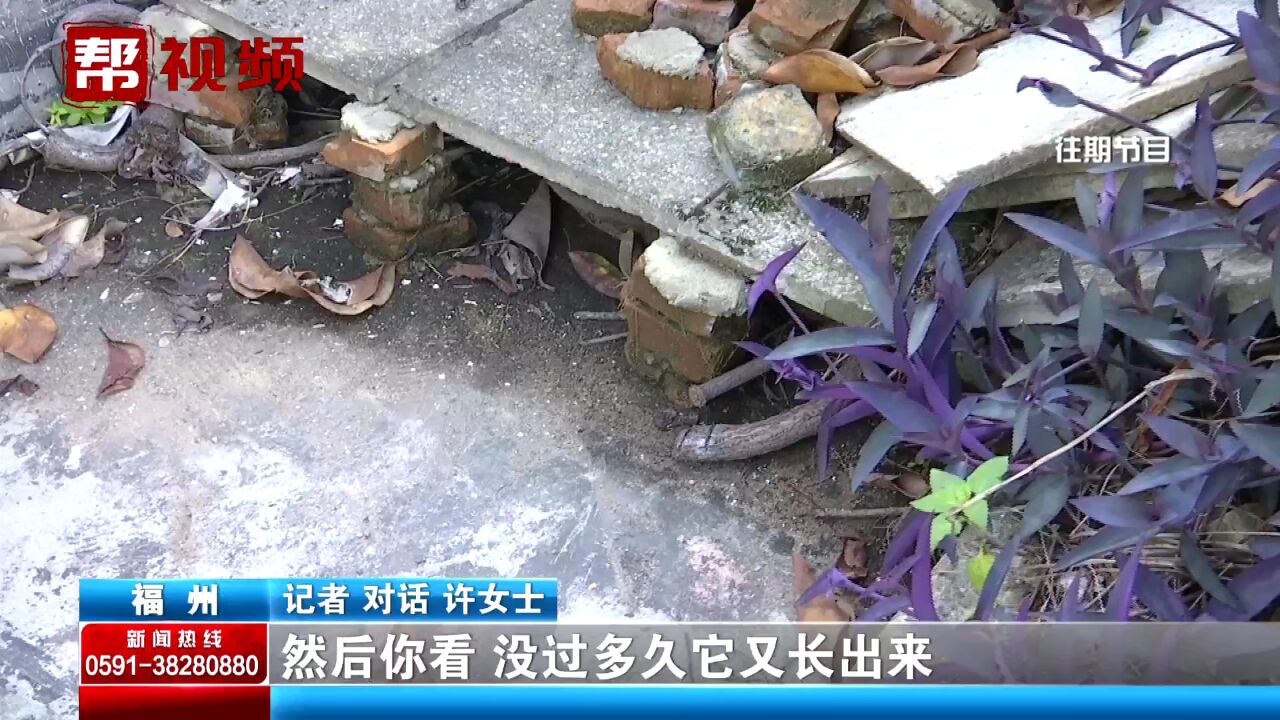 业主投诉楼顶种榕树等植被 公共区域被堆放杂物 邻居:同意清除