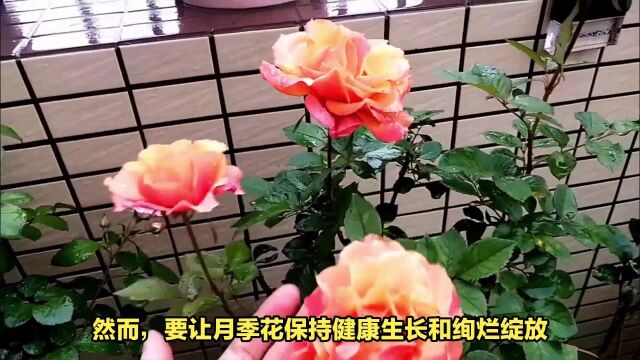 什么肥料让月季花开艳?月季花的施肥大全