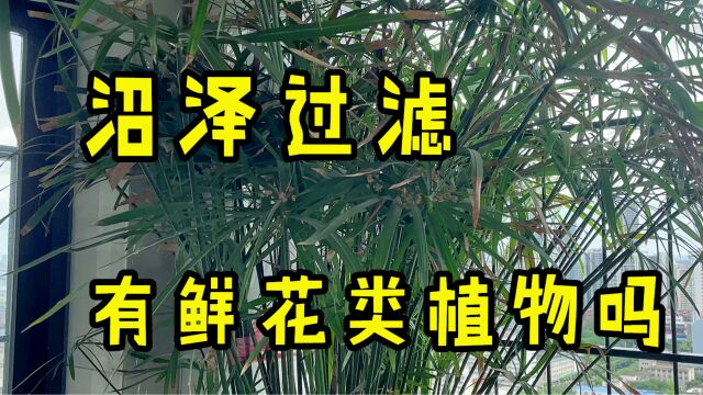 【Ygh】小伙伴们,你们有没有沼泽过滤上比较好的植物推荐