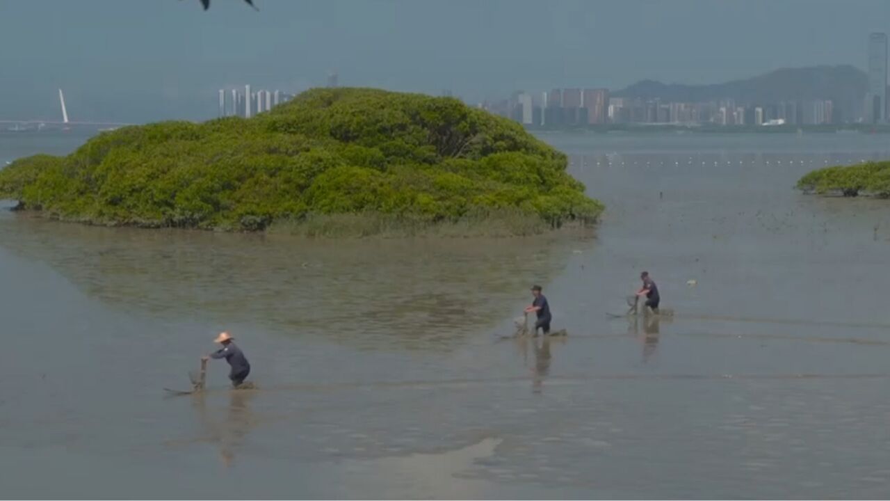 位于深圳市的福田红树林国家级自然保护区,是中国面积最小的国家级自然保护区