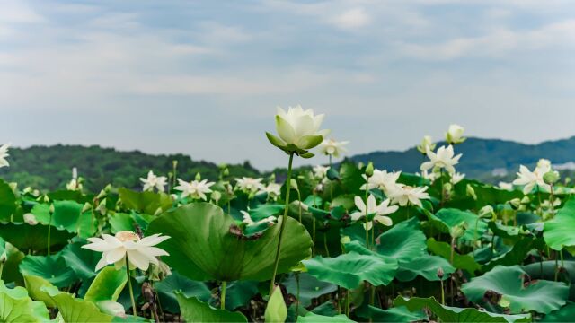 出淤泥而不染!30秒看杭州西湖白莲花绽放