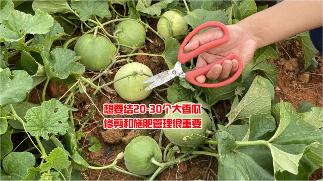 1颗香瓜苗想要结2030个大香瓜,修枝施肥很重要,方法简单一学就会