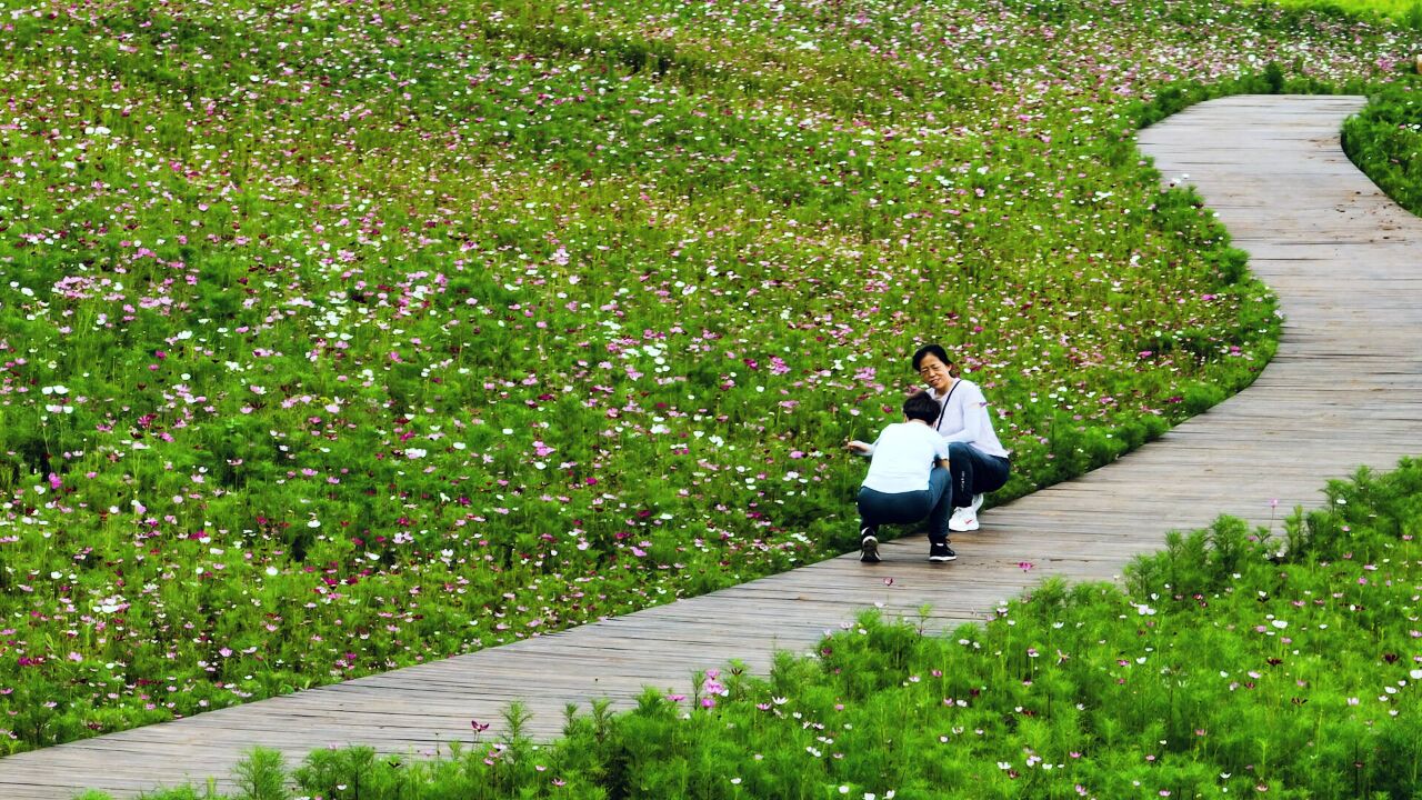 枣庄凤凰绿道波斯菊连片盛开 浪漫花海装点美好夏日